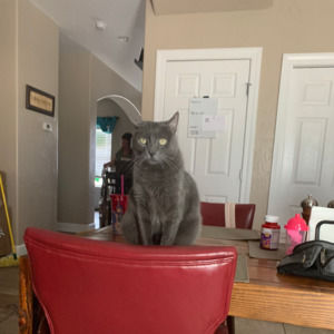 Meet your Posher, Laura